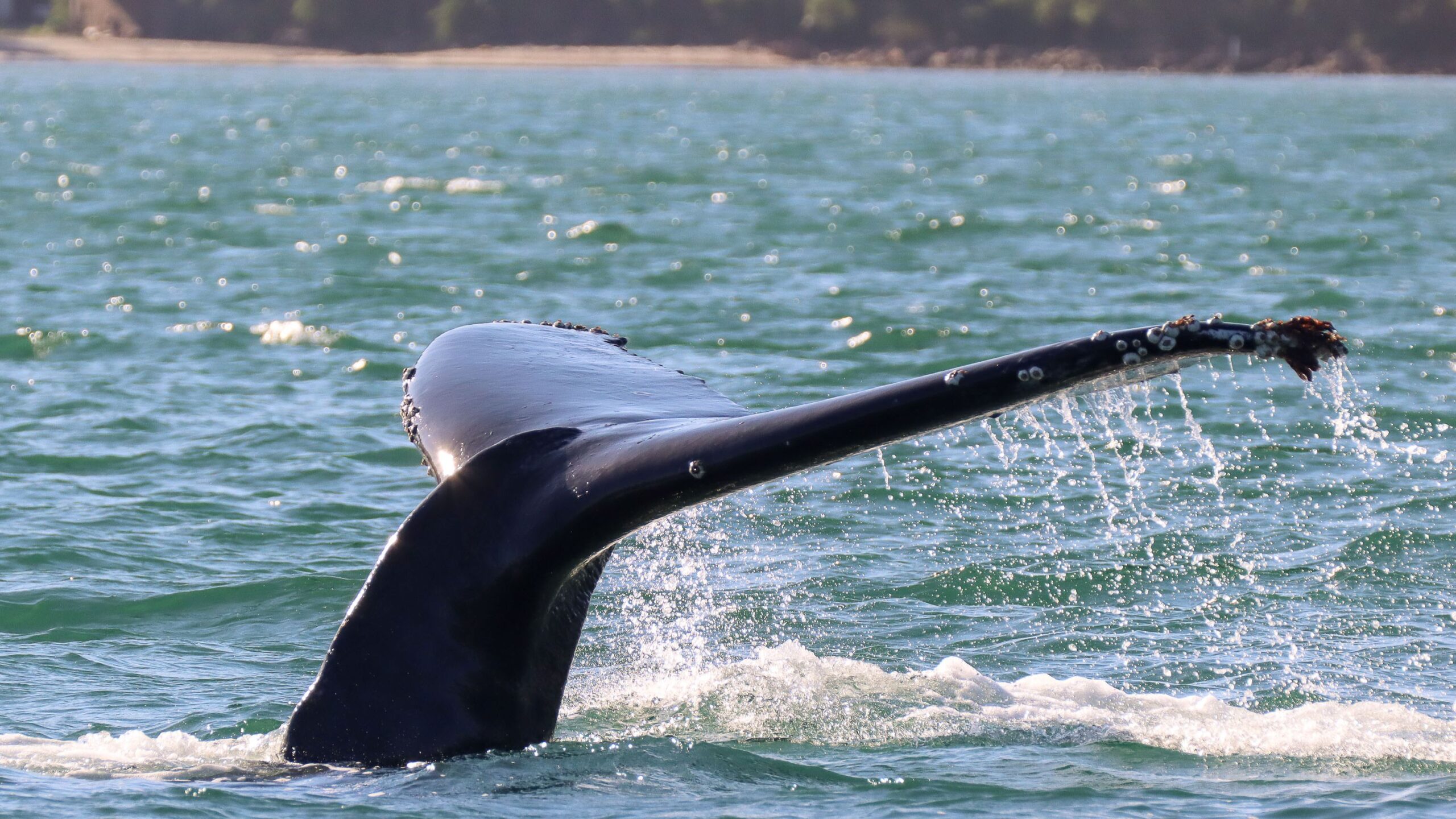 Baleia Week leva educação ambiental a São Sebastião