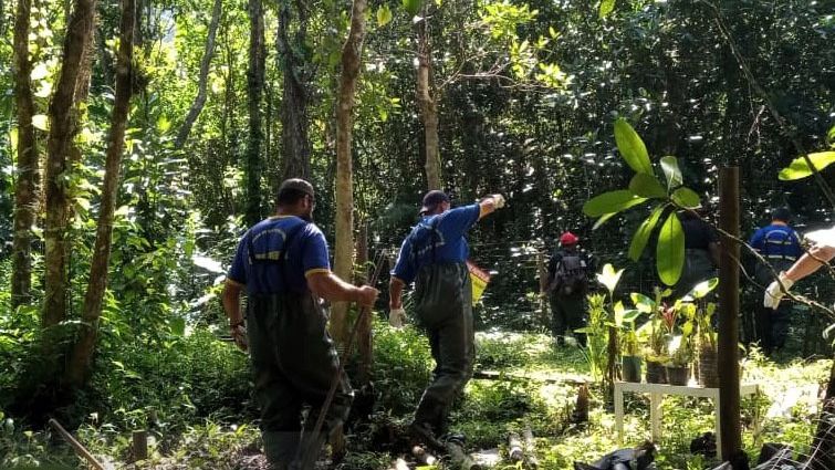 Desmatamento atinge área com caixeta em São Sebastião
