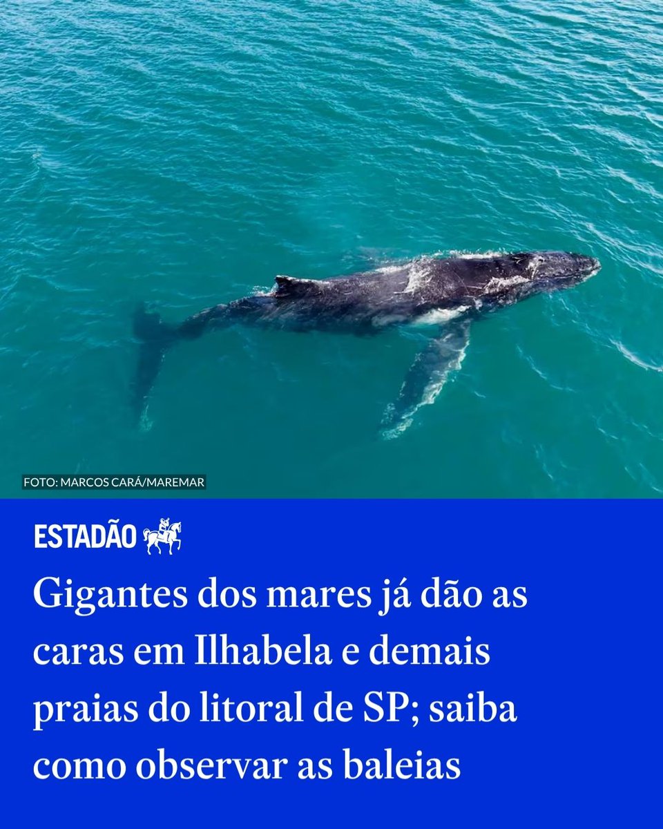 Baleias-jubarte chegam a Ilhabela nesta temporada