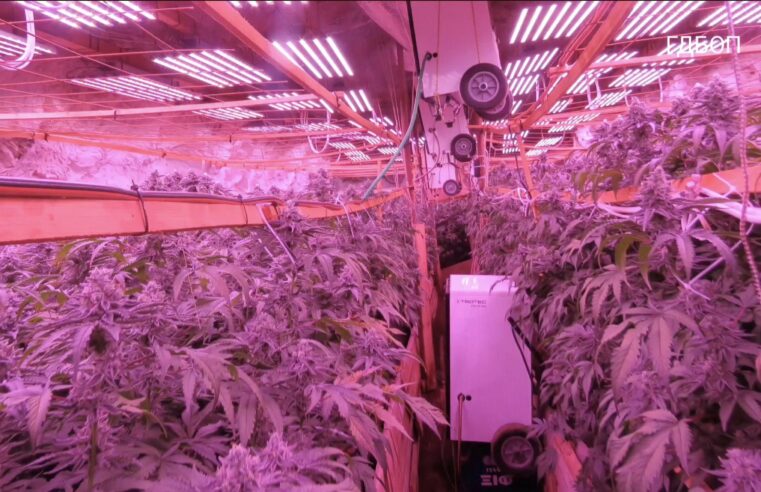 Polícia descobre fazenda clandestina de maconha na Bulgária