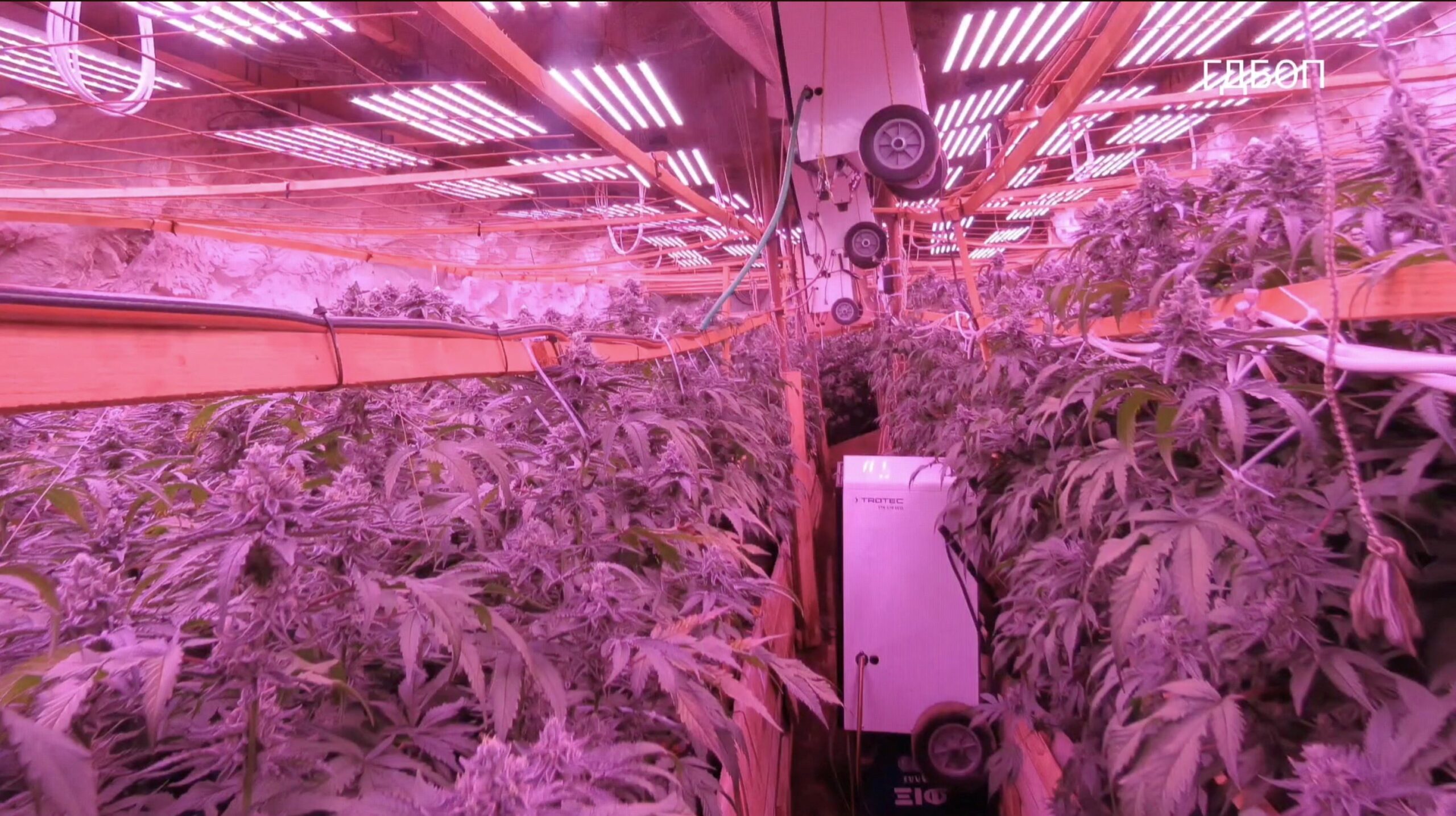 Polícia descobre fazenda clandestina de maconha na Bulgária