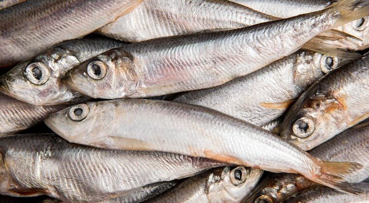 Anvisa determina recolhimento de sardinha contaminada