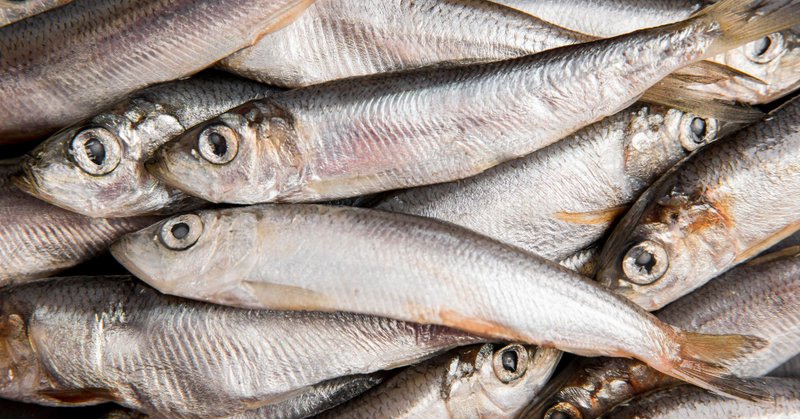 Anvisa determina recolhimento de sardinha contaminada