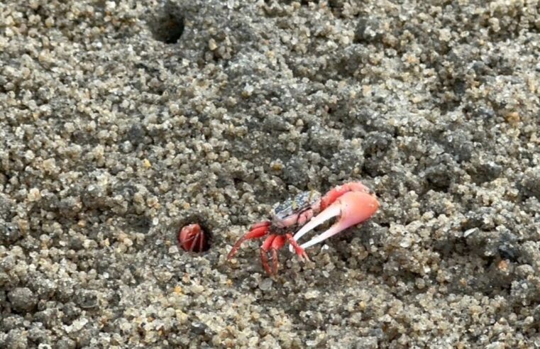 VÍDEO: Caranguejos tomam faixa de areia em praia de Caraguatatuba, no Litoral Norte de SP