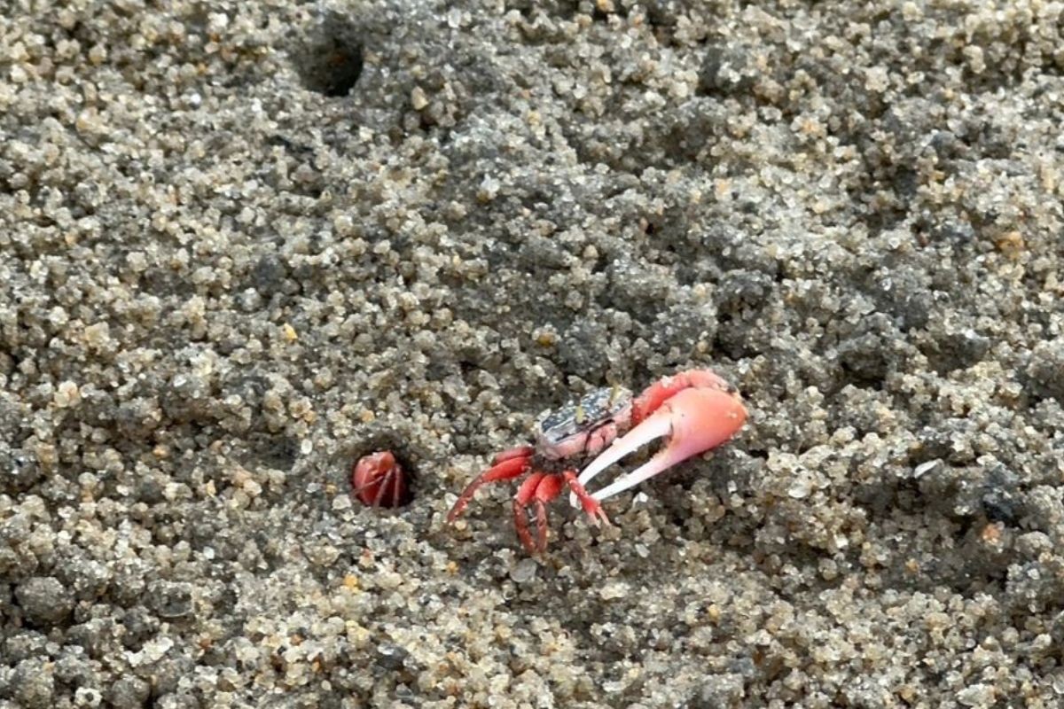 VÍDEO: Caranguejos tomam faixa de areia em praia de Caraguatatuba, no Litoral Norte de SP