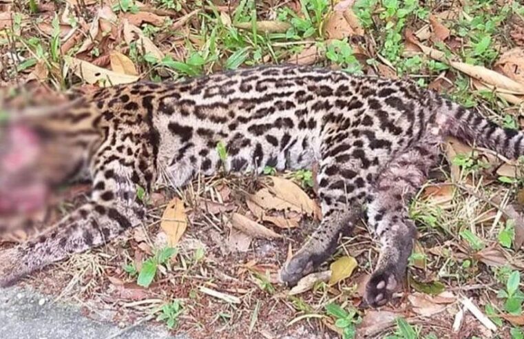 ICC cobra implantação de passagens de fauna na Rio-Santos