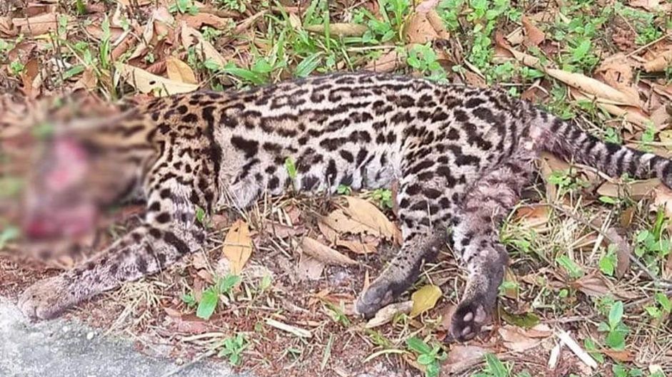 ICC cobra implantação de passagens de fauna na Rio-Santos