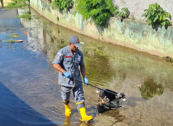 Cachorro idoso resgatado em canal em São Sebastião