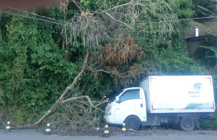 Galhos caídos há dias na estrada do Caisão