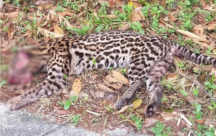 ICC pede ação para proteger fauna na Rio‑Santos