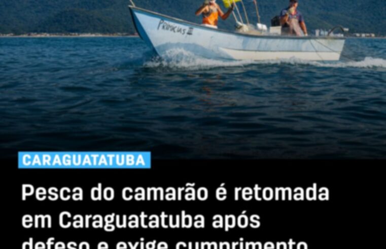 Pesca do camarão é liberada em Caraguatatuba