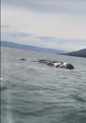 Baleia jubarte é encontrada morta no Canal