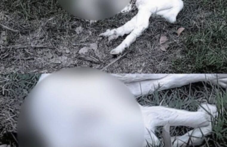 Polícia Civil identifica autores de maus-tratos a animais