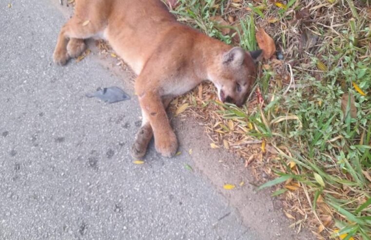 Onça-parda morre atropelada em rodovia de Mairiporã