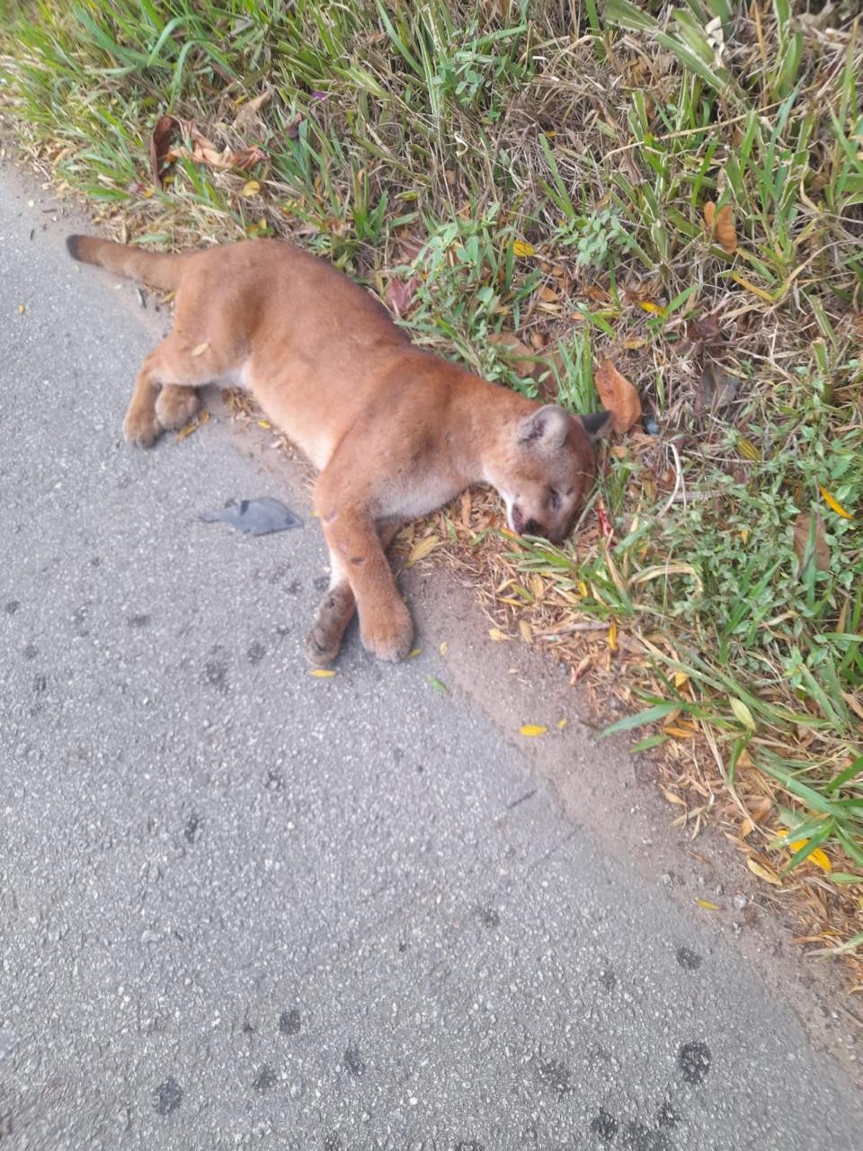 Onça-parda morre atropelada em rodovia de Mairiporã