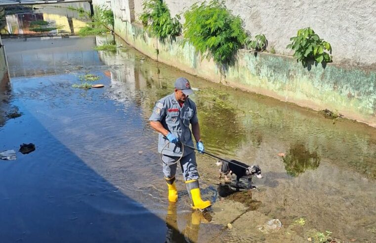 Cachorro idoso é resgatado em São Sebastião