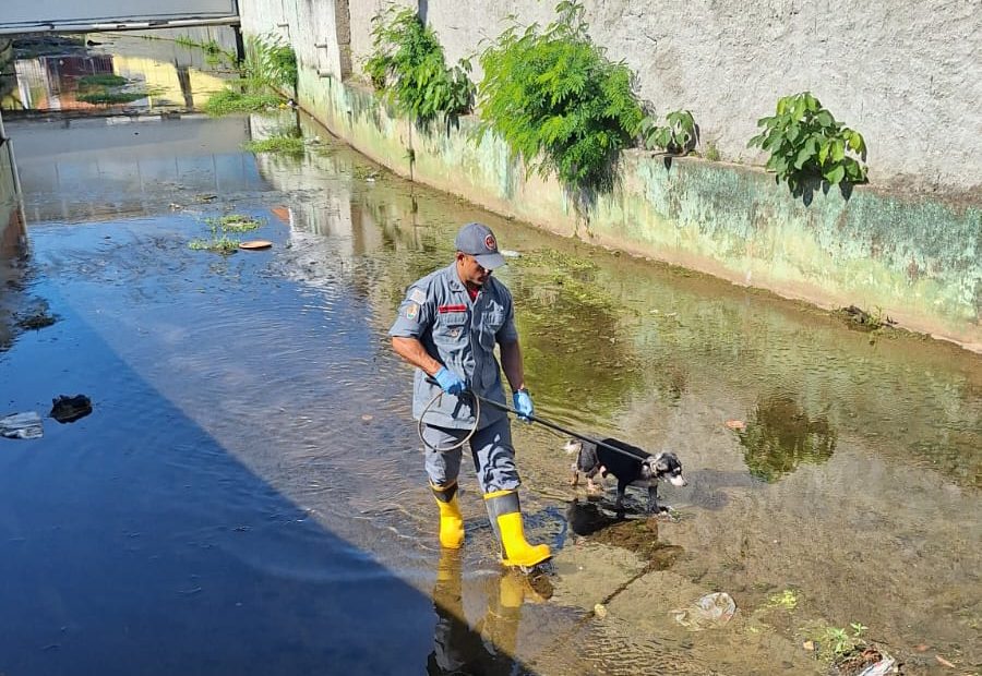 Cachorro idoso é resgatado em São Sebastião