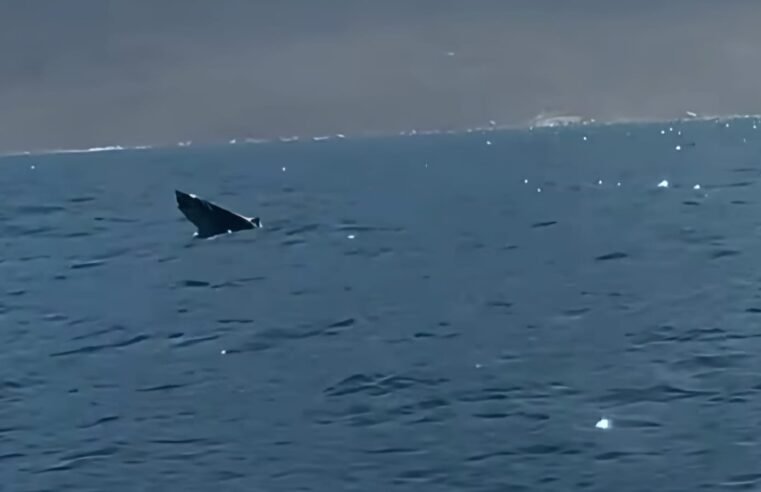 Tubarão aparece em Ilhabela durante temporada de baleias