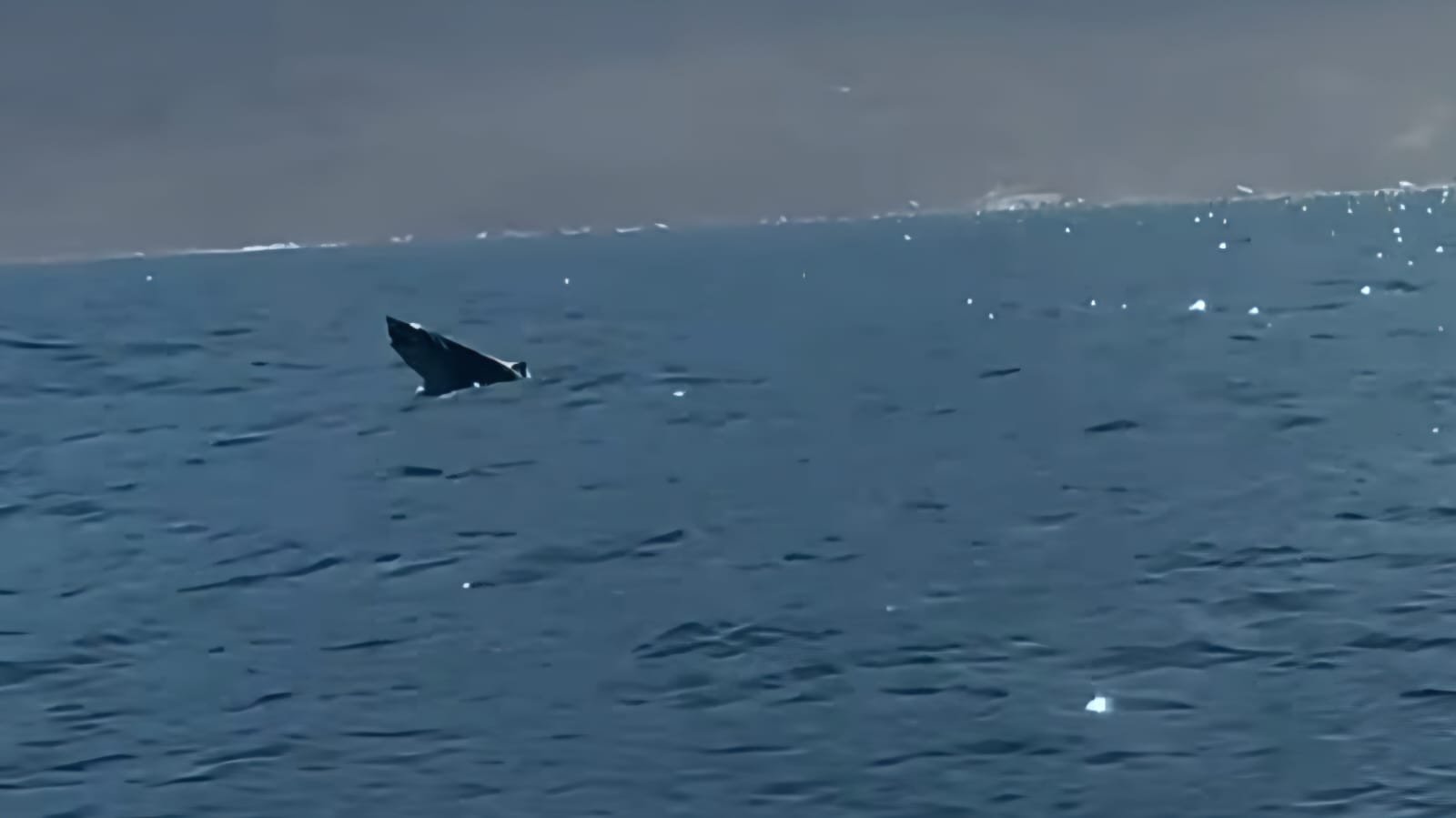 Tubarão aparece em Ilhabela durante temporada de baleias