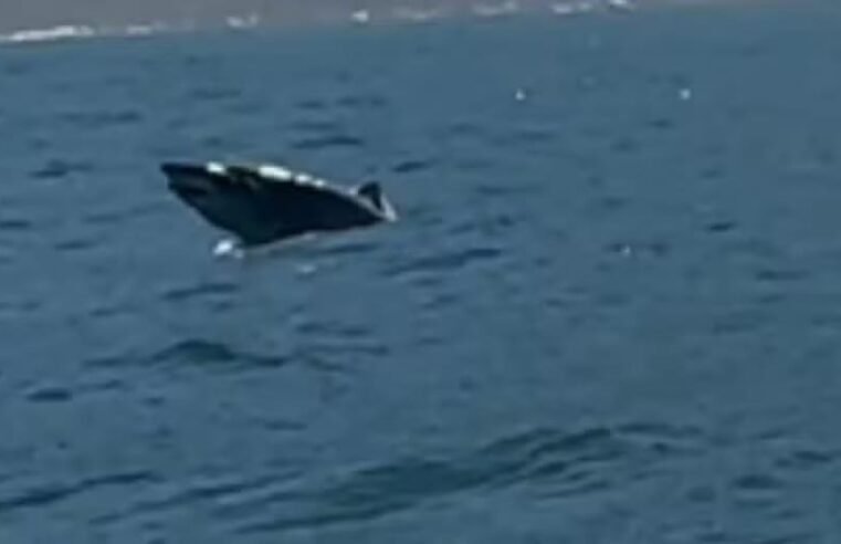 Tubarão salta da água em Ilhabela durante temporada
