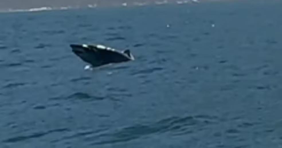 Tubarão salta da água em Ilhabela durante temporada