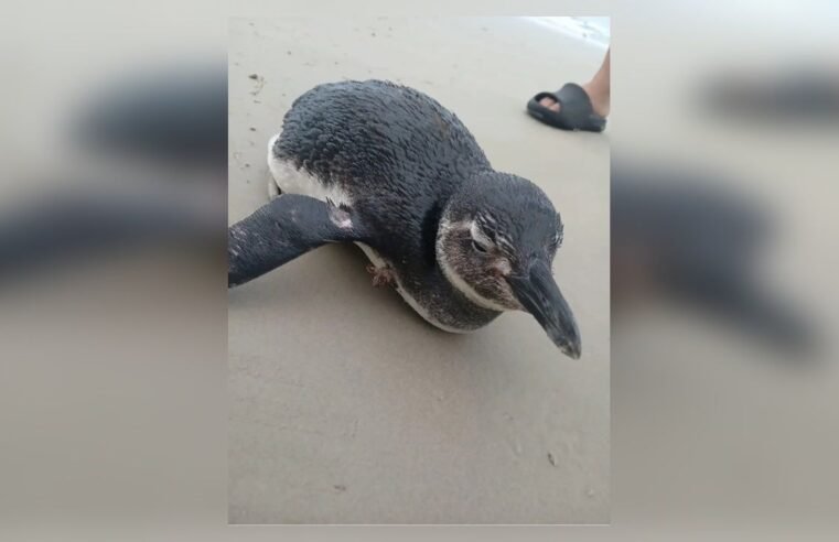Pinguim resgatado em Bertioga