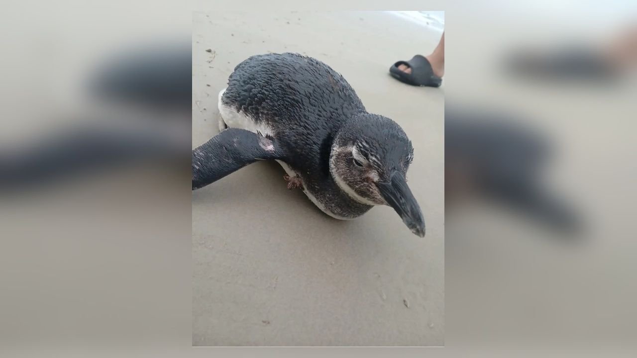 Pinguim resgatado em Bertioga