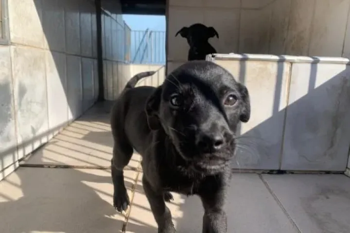 Caraguatatuba promove feira de adoção de cães