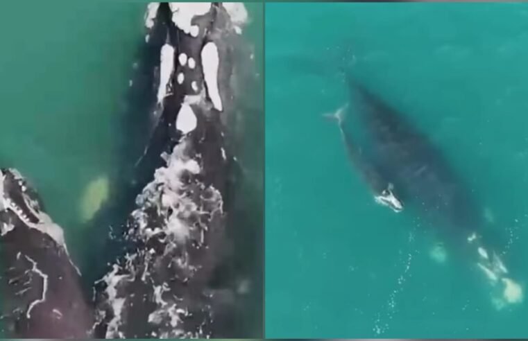 Baleia-franca-austral é avistada em Ilhabela