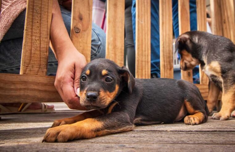 Feira de adoção de cães e gatos acontece
