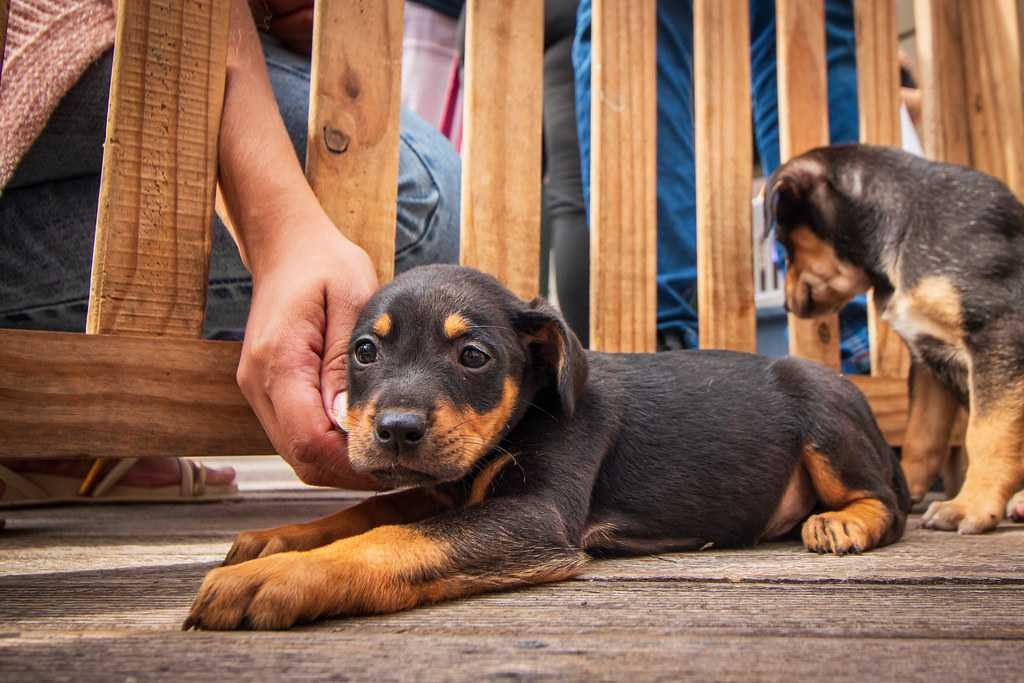 Feira de adoção de cães e gatos acontece