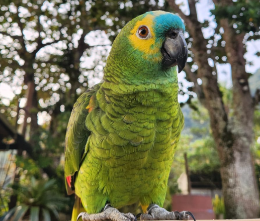 São Sebastião paga R$ 2 mil por papagaio desaparecido