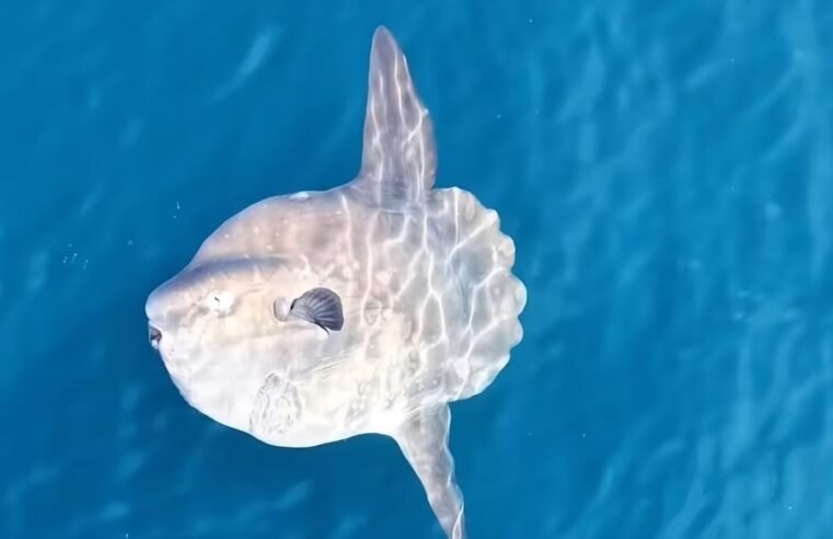 Peixe-lua surge na superfície em Ilhabela