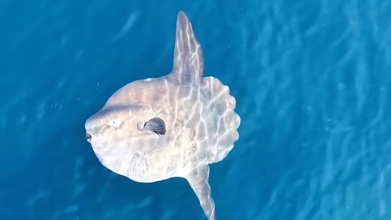 Peixe-lua surge na superfície em Ilhabela