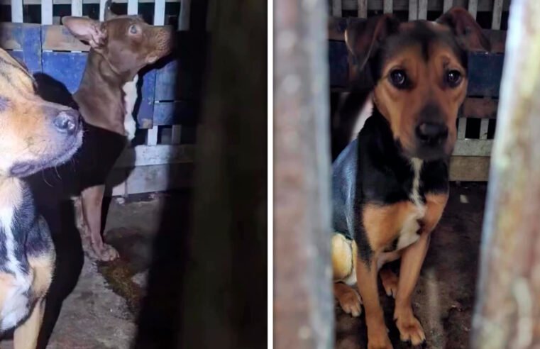 Cães resgatados de cativeiro sem água no Litoral Norte