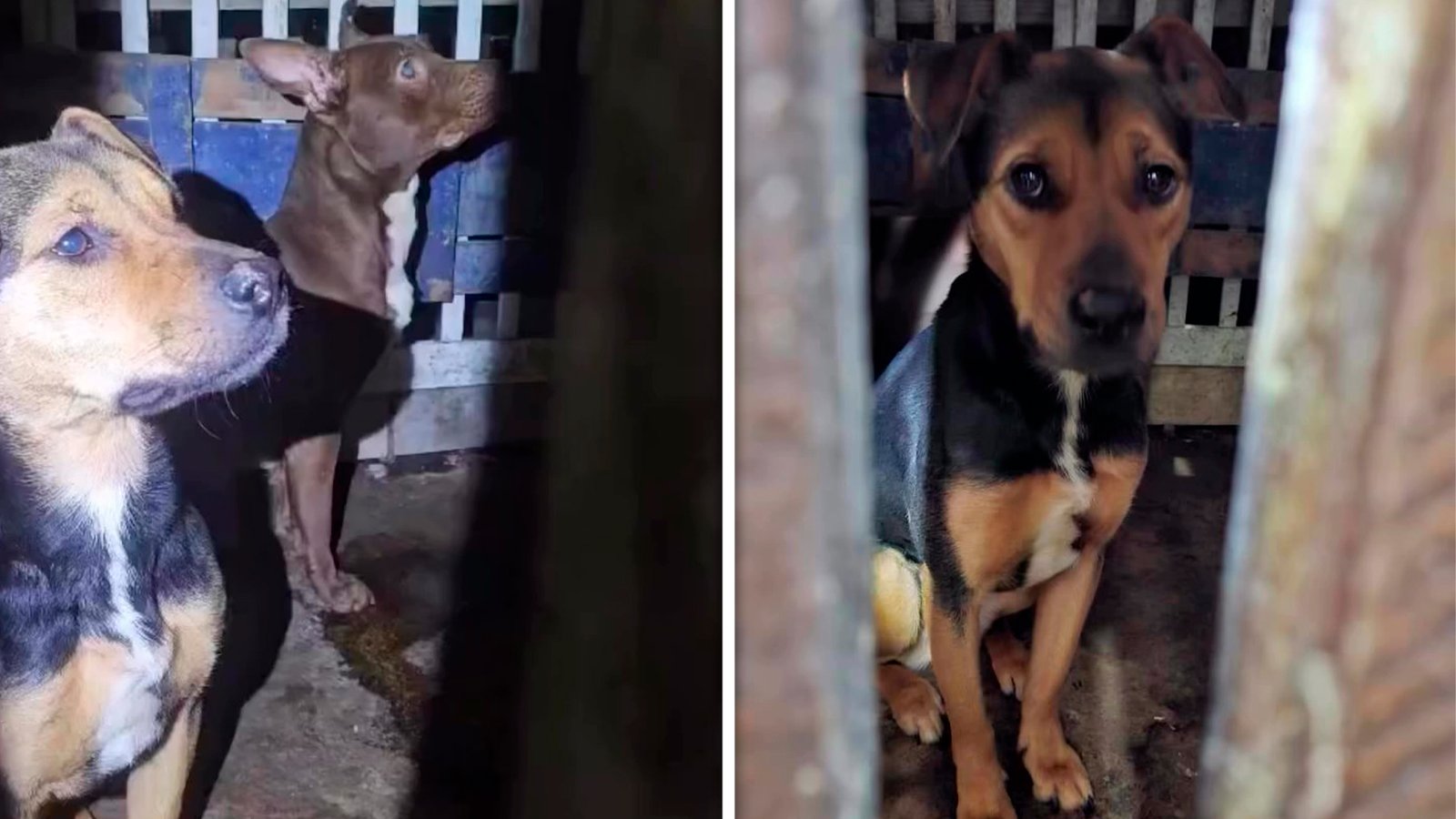 Cães resgatados de cativeiro sem água no Litoral Norte