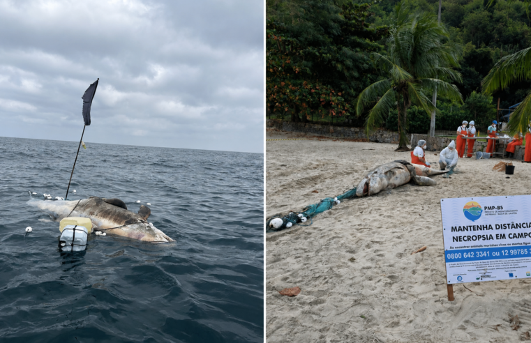 Pseudorca morta é encontrada em Ilhabela