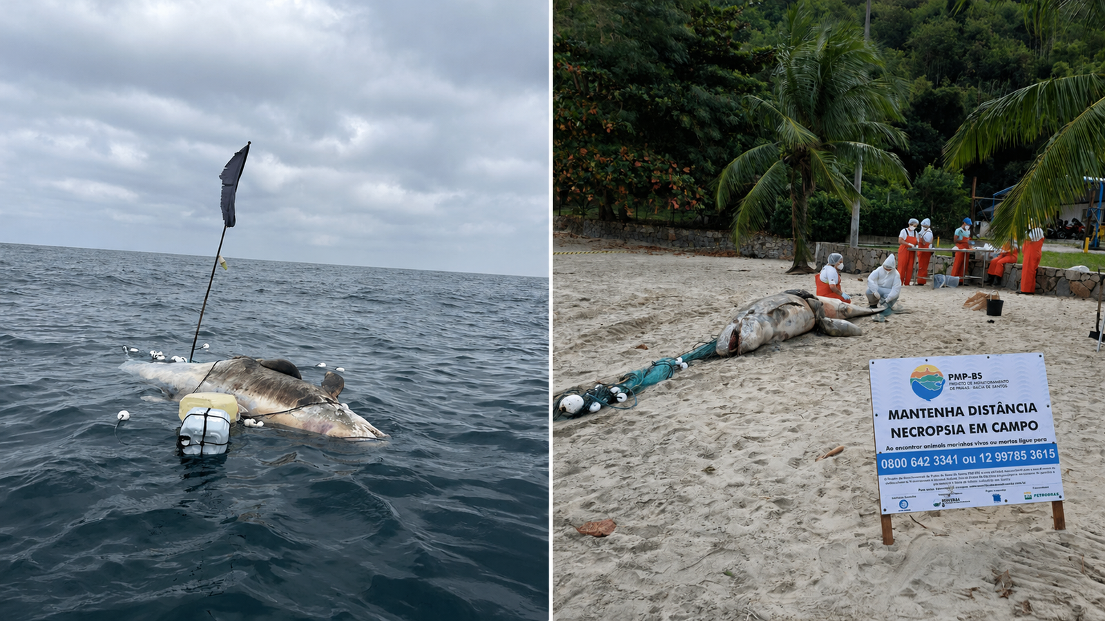 Pseudorca morta é encontrada em Ilhabela