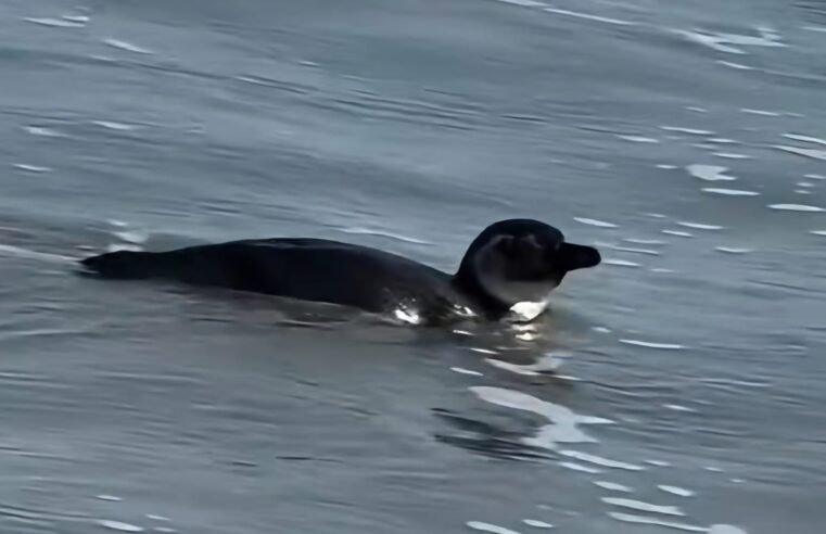 Pinguim surpreende banhistas na Praia de São Lourenço