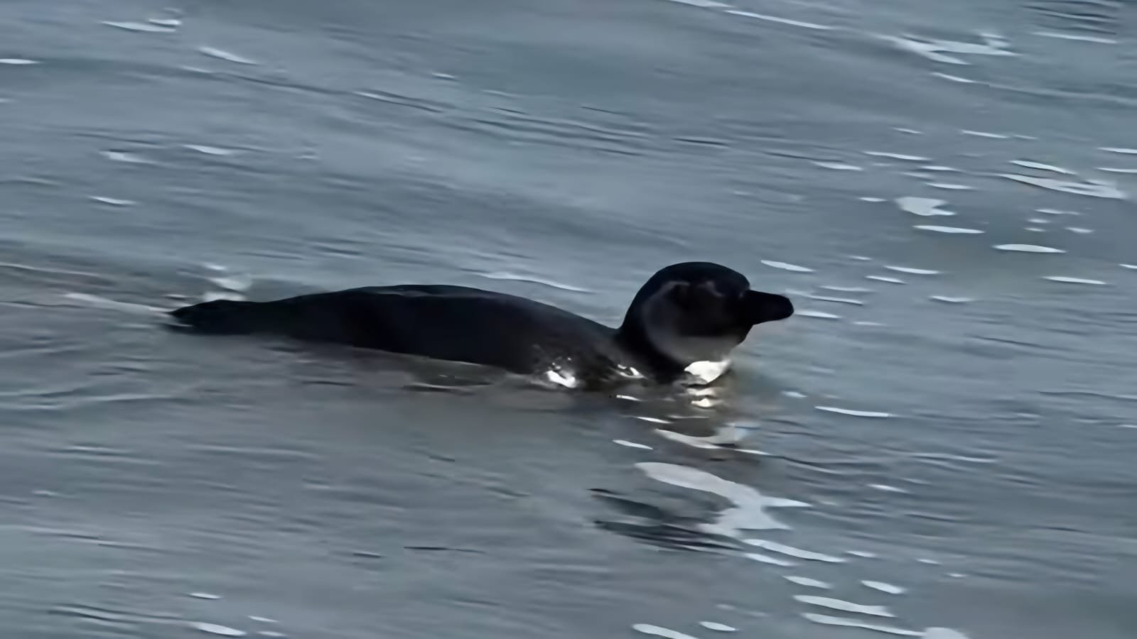 Pinguim surpreende banhistas na Praia de São Lourenço