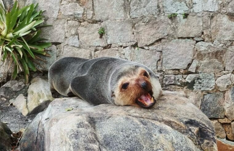Lobo-marinho retorna ao mar após resgate em Caraguatatuba