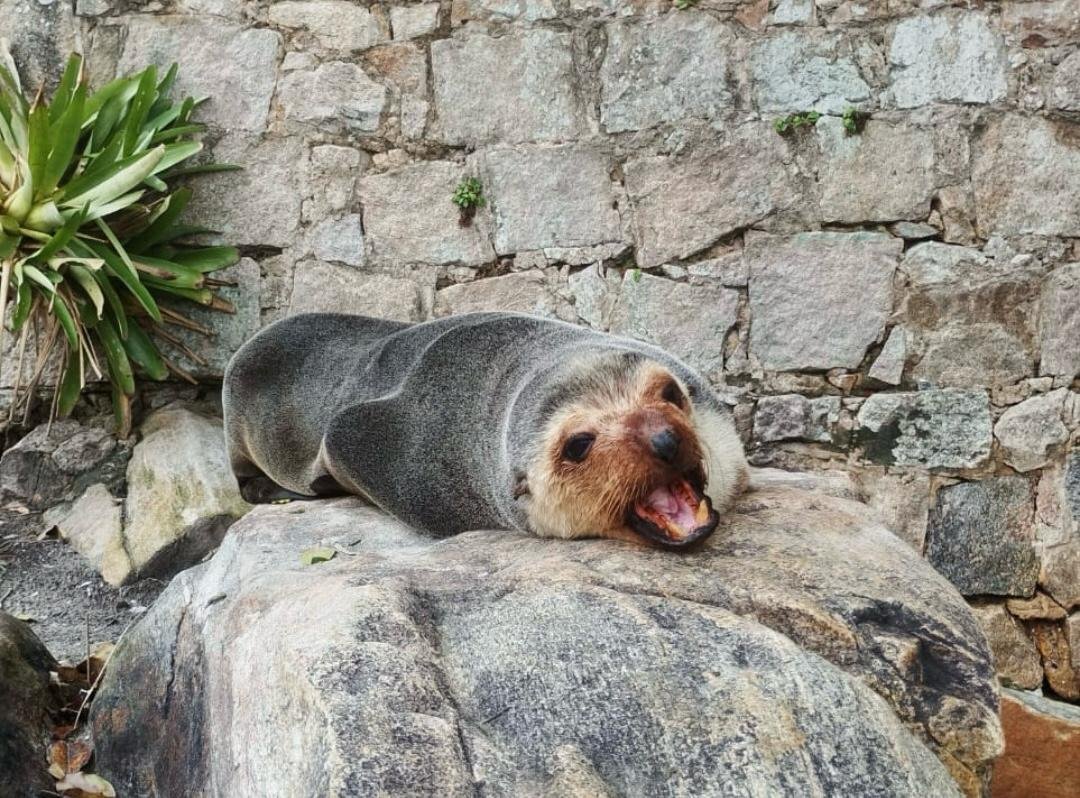 Lobo-marinho retorna ao mar após resgate em Caraguatatuba