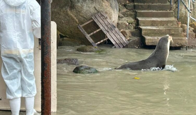 Lobo-marinho retorna ao mar após subida da maré