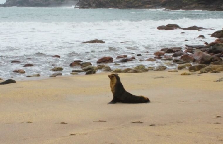 Lobo-marinho volta ao mar após resgate em Caraguatatuba