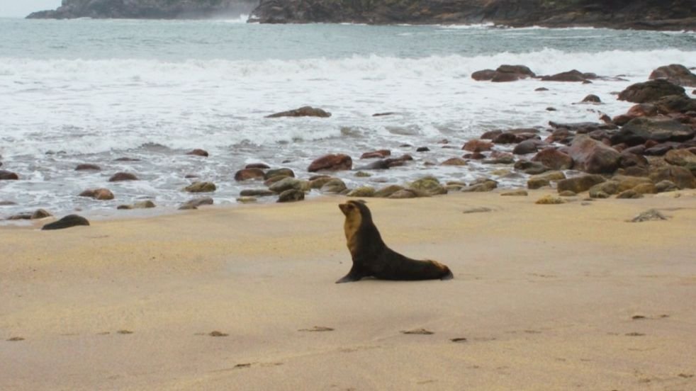 Lobo-marinho volta ao mar após resgate em Caraguatatuba