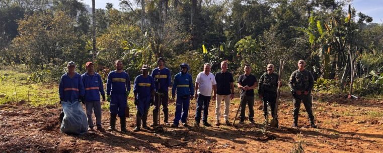 Caraguatatuba planta mais de 70 mudas nativas
