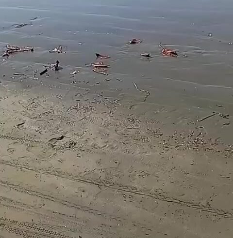 Praia das Palmeiras tem arraia morta e fuligem