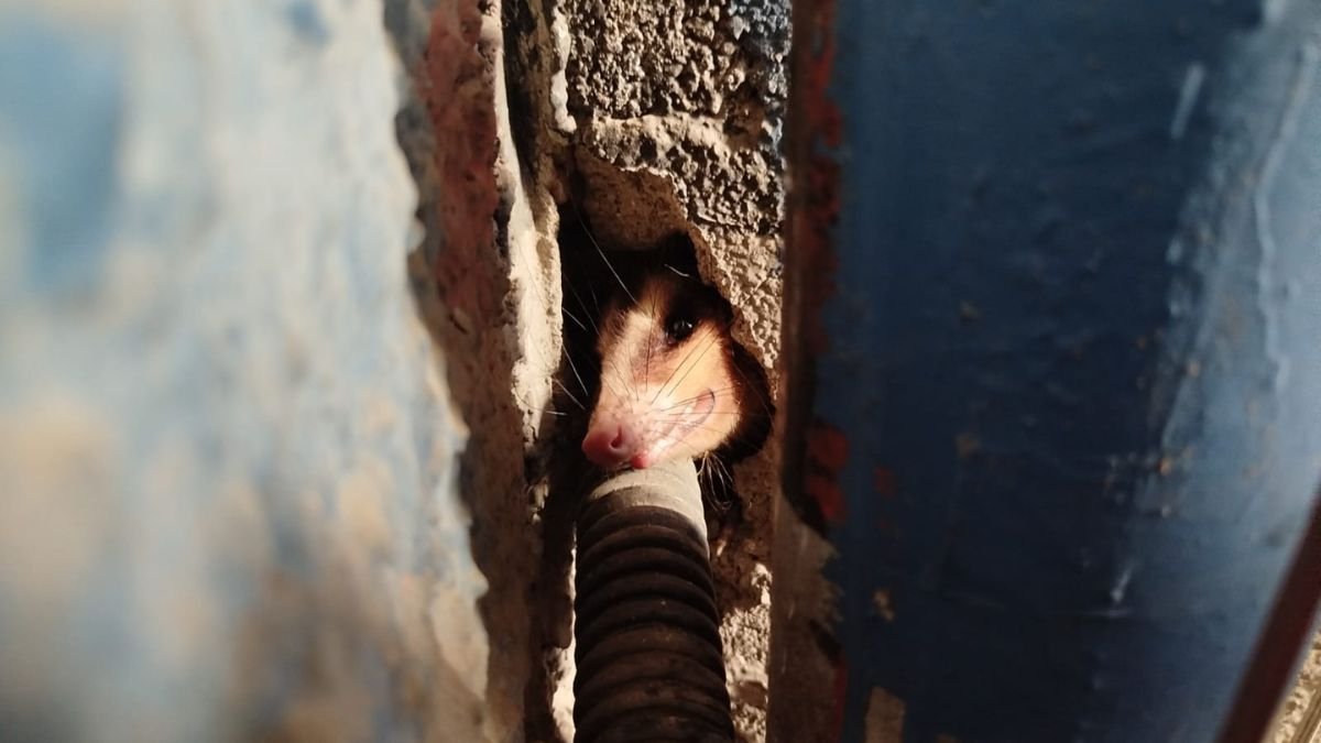 Saruê é encontrado em buraco na parede em Caraguatatuba
