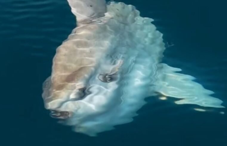 Peixes-lua gigantes são vistos no litoral de Ilhabela
