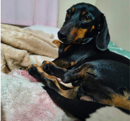 Cachorrinha desaparecida em acidente na Tamoios é encontrada